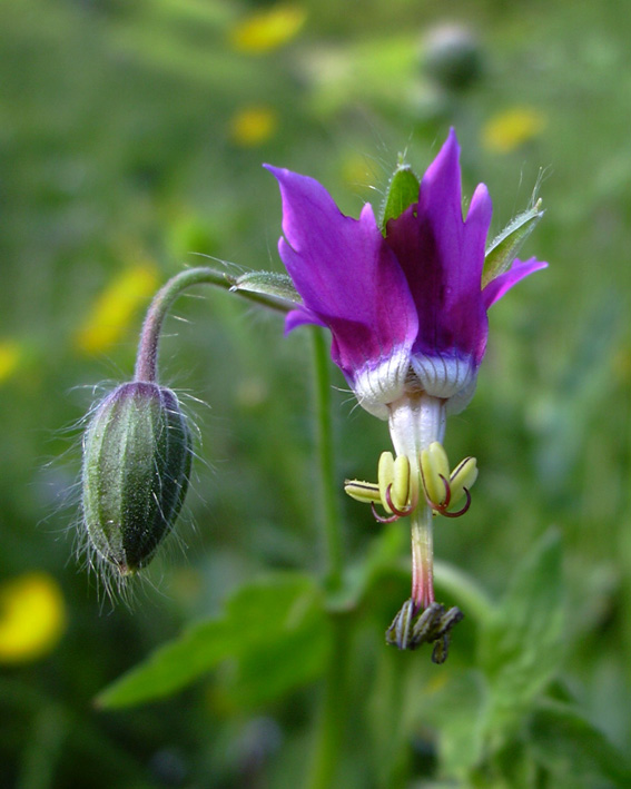 Geranium reflexum /  Geranio a petali riflessi